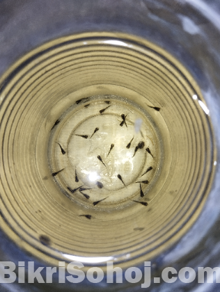 Black Moscow Guppy Fish Fry